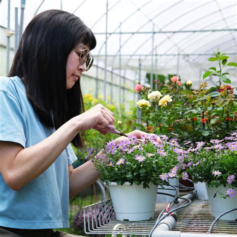 絲河菊枯萎|讓絲河菊開花的3個技巧